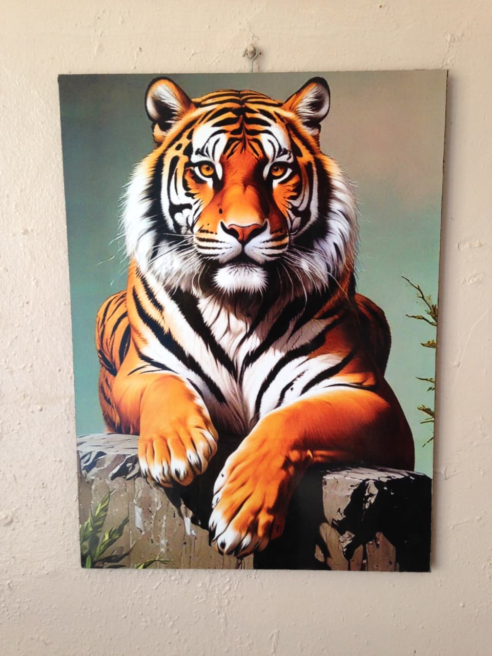 Tiger Wildlife Art Print